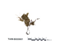 藏品(臺灣小蕨苔)的圖片